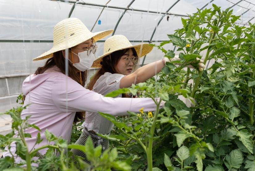 学生体验番茄农事操作（学通社记者 周全 摄）